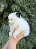 Violet, a female Pomeranian for sale in Woodburn, OR – 1 of 4