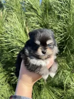 Goliath, a male Pomeranian for sale in Woodburn, OR – Photo 5 of 5