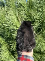 Goliath, a male Pomeranian for sale in Woodburn, OR – Photo 4 of 5