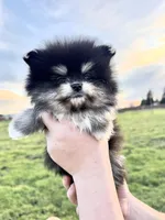 Goliath, a male Pomeranian for sale in Woodburn, OR – Photo 1 of 5