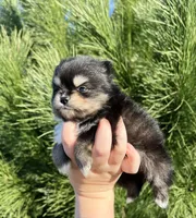 Goliath, a male Pomeranian for sale in Woodburn, OR – Photo 2 of 5