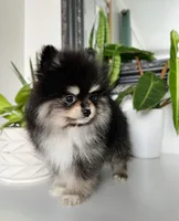 Goliath, a male Pomeranian for sale in Woodburn, OR – Photo 1 of 3