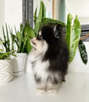 Goliath, a male Pomeranian for sale in Woodburn, OR – Photo 2 of 3