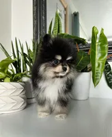 Goliath, a male Pomeranian for sale in Woodburn, OR – Photo 3 of 3