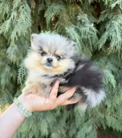Blue, a male Pomeranian for sale in Woodburn, OR – 2 of 3