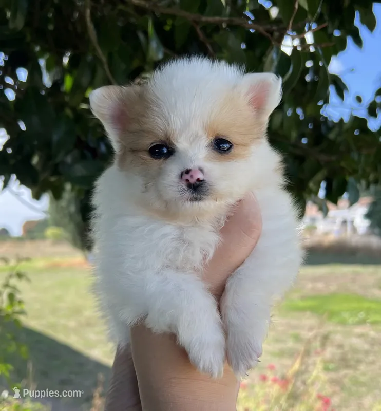 Pumpkin – Pomeranian puppy on hold in Woodburn, OR