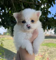 Pumpkin, a male Pomeranian for sale in Woodburn, OR – 1 of 2