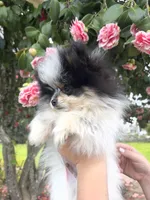 Milo, a male Pomeranian for sale in Woodburn, OR – Photo 3 of 4