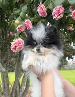 Milo, a male Pomeranian for sale in Woodburn, OR – Photo 2 of 4