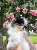 Milo, a male Pomeranian for sale in Woodburn, OR – Photo 4 of 4