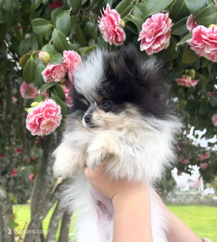 Milo – Pomeranian puppy for sale in Woodburn, OR