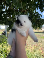 Violet, a female Pomeranian for sale in Woodburn, OR – 3 of 4