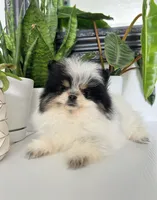 Milo, a male Pomeranian for sale in Woodburn, OR – Photo 2 of 3