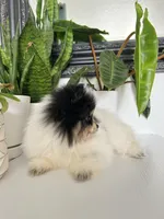 Milo, a male Pomeranian for sale in Woodburn, OR – Photo 3 of 3