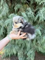 Blue, a male Pomeranian for sale in Woodburn, OR – 3 of 3