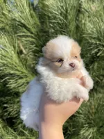 Peanut, a male Pomeranian for sale in Woodburn, OR – Photo 4 of 6