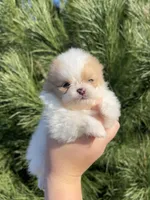 Peanut, a male Pomeranian for sale in Woodburn, OR – Photo 3 of 6