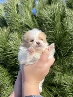 Peanut, a male Pomeranian for sale in Woodburn, OR – Photo 5 of 6