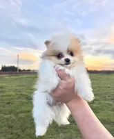 Peanut, a male Pomeranian for sale in Woodburn, OR – Photo 2 of 6