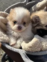 Peanut, a male Pomeranian for sale in Woodburn, OR – Photo 6 of 6