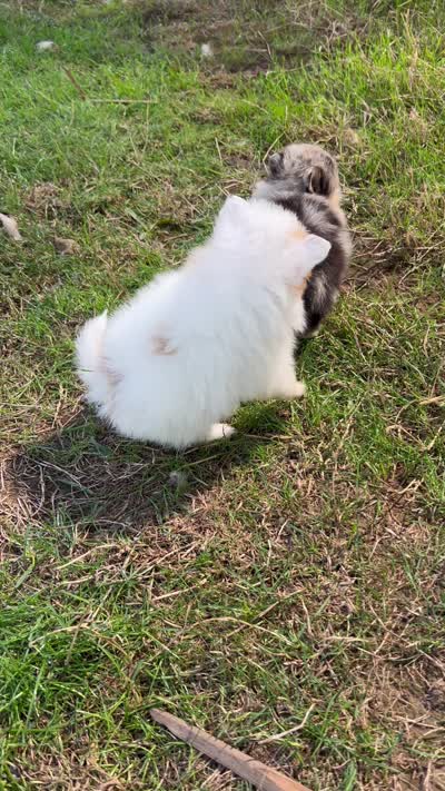 Pumpkin, a male Pomeranian for sale in Woodburn, OR – 2 of 2