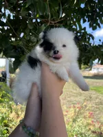 Violet, a female Pomeranian for sale in Woodburn, OR – 4 of 4