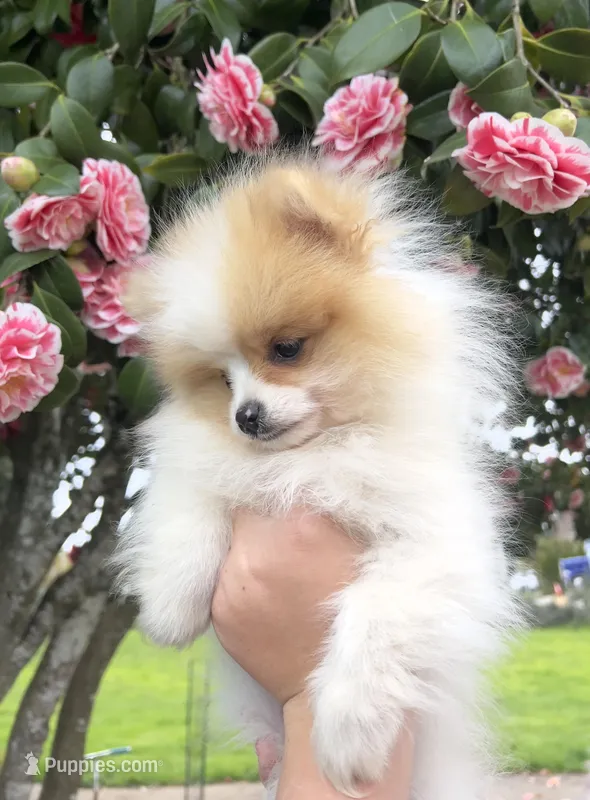 Peanut – Pomeranian puppy for sale in Woodburn, OR