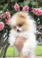 Peanut, a male Pomeranian for sale in Woodburn, OR – Photo 1 of 2