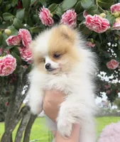 Peanut, a male Pomeranian for sale in Woodburn, OR – Photo 2 of 2