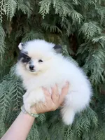 Violet, a female Pomeranian for sale in Woodburn, OR – 2 of 4