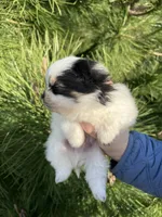 Milo, a male Pomeranian for sale in Woodburn, OR – Photo 4 of 5