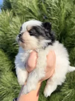 Milo, a male Pomeranian for sale in Woodburn, OR – Photo 3 of 5