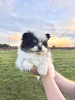 Milo, a male Pomeranian for sale in Woodburn, OR – Photo 1 of 5