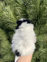 Milo, a male Pomeranian for sale in Woodburn, OR – Photo 5 of 5