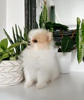 Peanut , a male Pomeranian for sale in Woodburn, OR – Photo 2 of 3