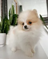 Peanut , a male Pomeranian for sale in Woodburn, OR – Photo 1 of 3