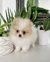 Peanut , a male Pomeranian for sale in Woodburn, OR – Photo 3 of 3