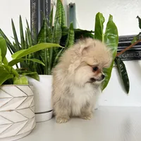 Bear, a male Pomeranian for sale in Woodburn, OR – Photo 3 of 3