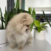 Bear, a male Pomeranian for sale in Woodburn, OR – Photo 1 of 3