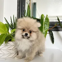 Bear, a male Pomeranian for sale in Woodburn, OR – Photo 2 of 3