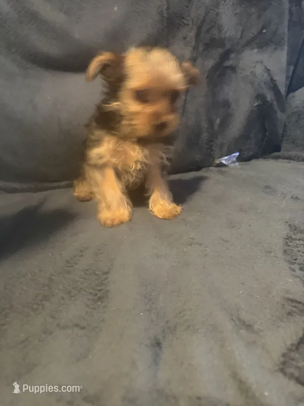 Cosby – Yorkshire Terrier puppy for sale in Mobile, AL