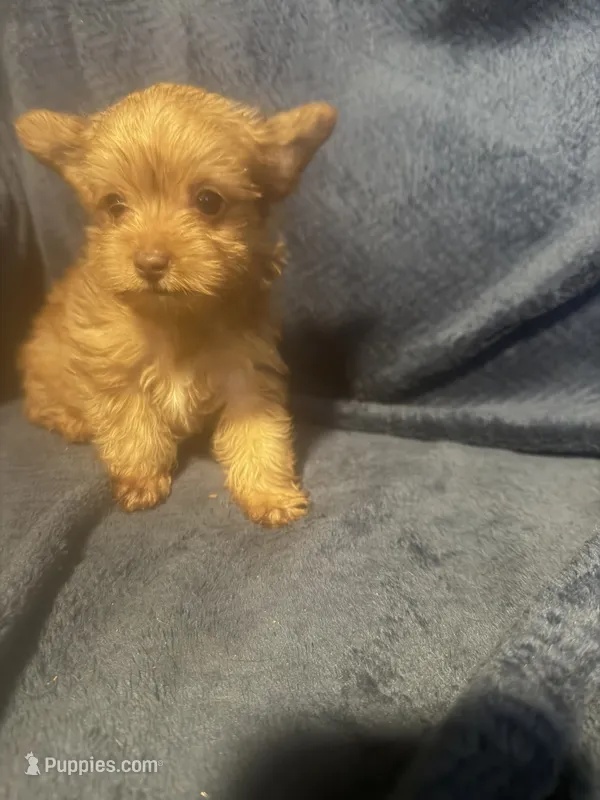 Goldie Locks – Yorkshire Terrier puppy for sale in Mobile, AL