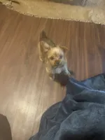 Sparky, a male Yorkshire Terrier for sale in Mobile, AL – 3 of 3
