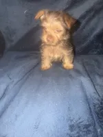 Rocky, a male Yorkshire Terrier for sale in Mobile, AL – 2 of 3