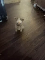 Sparky, a male Yorkshire Terrier for sale in Mobile, AL – 2 of 3