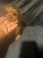 Rocky, a male Yorkshire Terrier for sale in Mobile, AL – 3 of 3