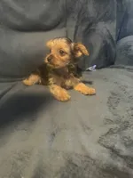 Cosby, a male Yorkshire Terrier for sale in Mobile, AL – 3 of 3