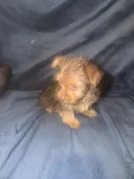 Rocky, a male Yorkshire Terrier for sale in Mobile, AL – 1 of 3