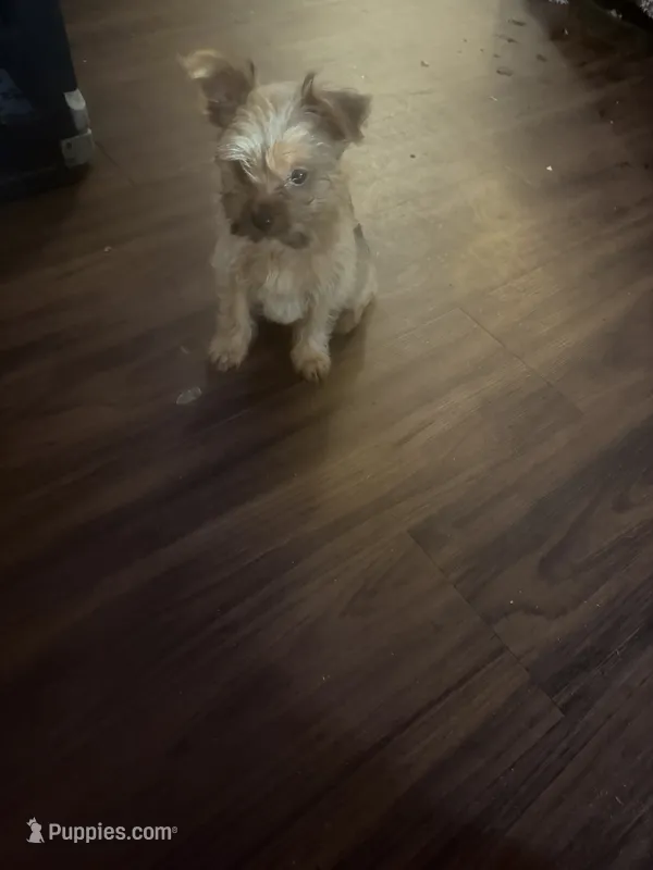 Sparky – Yorkshire Terrier puppy for sale in Mobile, AL