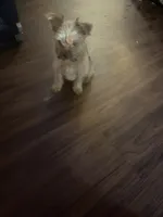 Sparky, a male Yorkshire Terrier for sale in Mobile, AL – 1 of 3